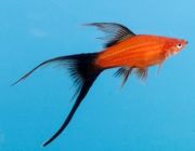 Меченосец лирохвостый ассорти 4см (CH001-S10)