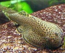 Бефортия купить 5-6см