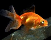 Телескоп красный 6-7см