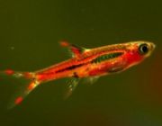 Расбора бригитты