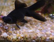 Фантейл черный телескоп 4-5см (POP005)