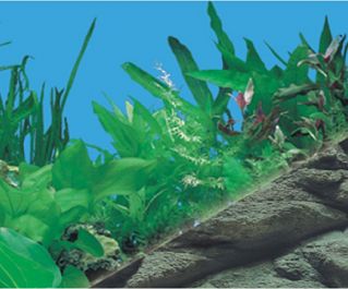 BOYU Фон для аквариума двухсторонний 60см*15м (J03/J05-60)