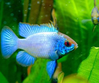 Апистограмма рамирези баллон электрик блю кпить 