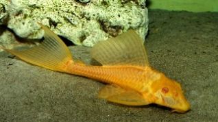 Плекостомус золотой 7,5см купить