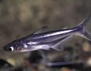 Пангасиус 5см (SV5)