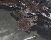Каймановая черепаха  Chelydra serpentine (Common Snapping Turtle) (5см)