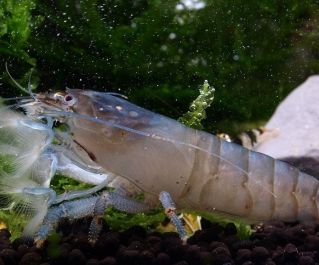 Креветка фильтратор голубая (камерунский фильтратор) купить