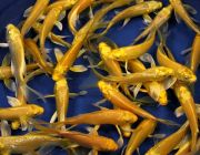 Карп кои золотой огон 10-12см