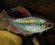 Конго тетра купить 3,5-4см