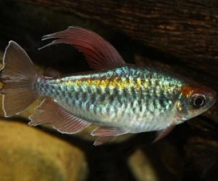 Конго тетра купить 3,5-4см