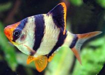 Барбус суматранский купить 2,5см (BH005)