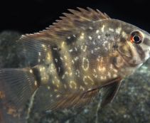 Уару купить 2,5-3,5 см