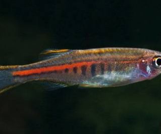 Данио светлячок купить