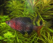 Барбус черный купить с доставкой