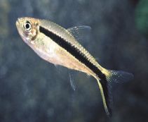 Тайерия кривополосая купить (тетра пингвин)