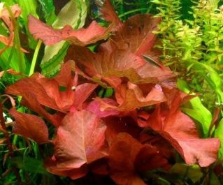 Нимфея красная (клубни) от 20 шт (NR-R20)