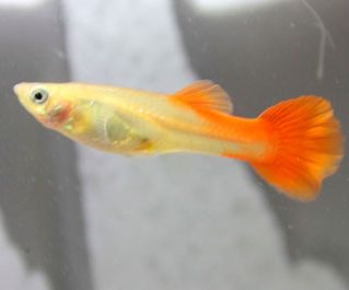Гуппи самки красные купить