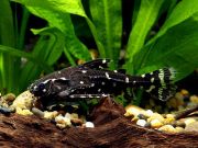 Агамикс (разводной) 3,5см