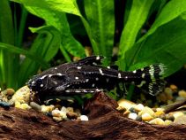 Агамикс купить (разводной) 3,5см