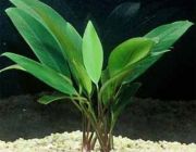 Анубиас узколистный (ветка) (P017)