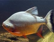 Красный паку 5см (W25121)