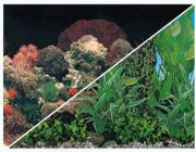 BOYU-Фон для аквариума двухсторонний 80см*25м (C031480)