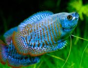 Лялиус голубой неоновый 4-5см