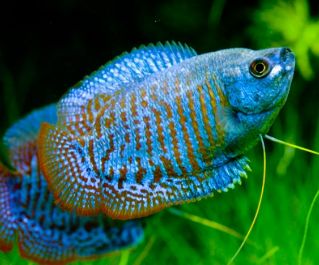 Лялиус голубой неоновый купить 4см