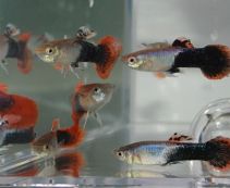 Гуппи самцы вельветовые ассорти купить