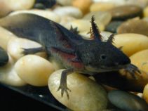 Аксолотль черный купить