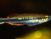 Радужница мадагаскарская 4 см (NH-10)