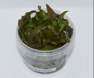 Криптокорина желтая (TC 21)