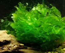 Папоротник ломариопсис линеата (K005)