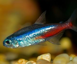 Неон голубой купить