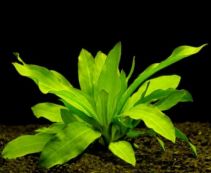 Эхинодорус амазонка (пучок) (B053)