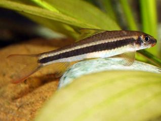 Сиамский водорослеед купить (Калоптерус) 5см
