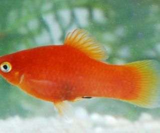 Пецилия красная купить 2,5-3см