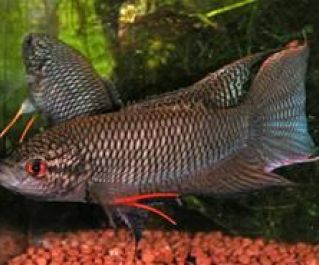 Макропод черный 4-5см