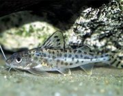 Пимелодус ангел (5-6см) (PU-020)