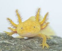 Золотой аксолотль купить с доставкой