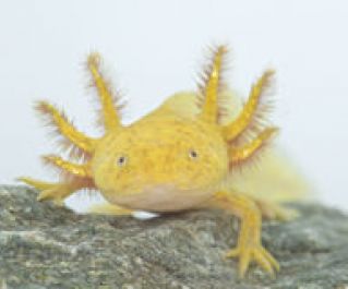 Золотой аксолотль купить с доставкой