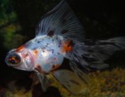 Телескоп ситцевый 6-7см