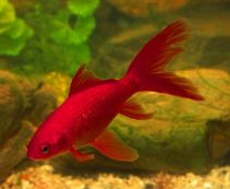 Комета красная 15-18см (CH02-S3)