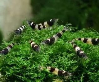 Креветка черная пчела купить