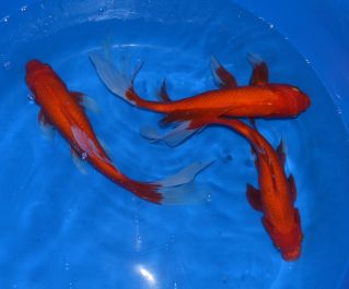 Комета красная купить 25-30см (CRW-30)