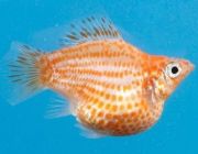 Моллинезия баллон золотая 2,5см (M03)