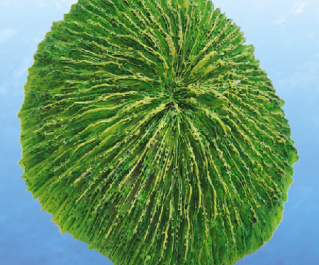 Грот для аквариума 