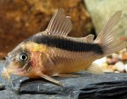 Коридорас Рабаути (5-6см) (PU-017)