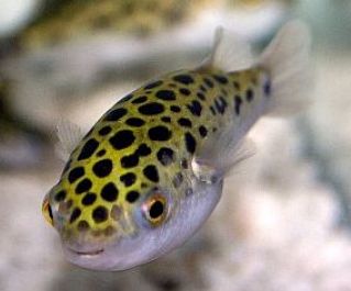 Тетраодон зелёный купить 4-5см (SV001-4)