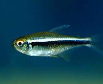 Неон черный купить